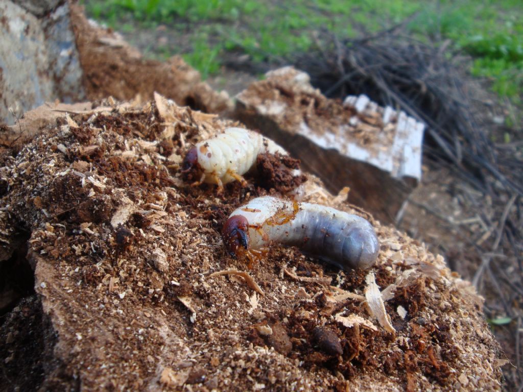 Larva di Rinoceronte volante: Oryctes nasicornis